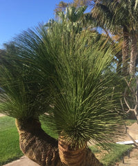 Mexican Grass Palm, Mexican Grass Tree, Dasylirion longissimum, Palm Tree, Landscaping Tree, Ornamental Tree, Bagwani Nursery, Wholesale Plant Supplier, Wholesale Nursery Plant, Wholesale Plant Nursery in India, Nursery in India, Landscaping Company, Plant Exporter in India 