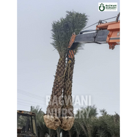 date palm, date palm trees, phoenix dactylifera, wholesale date palm, bagwani nursery wholesale plant supplier, nursery in India