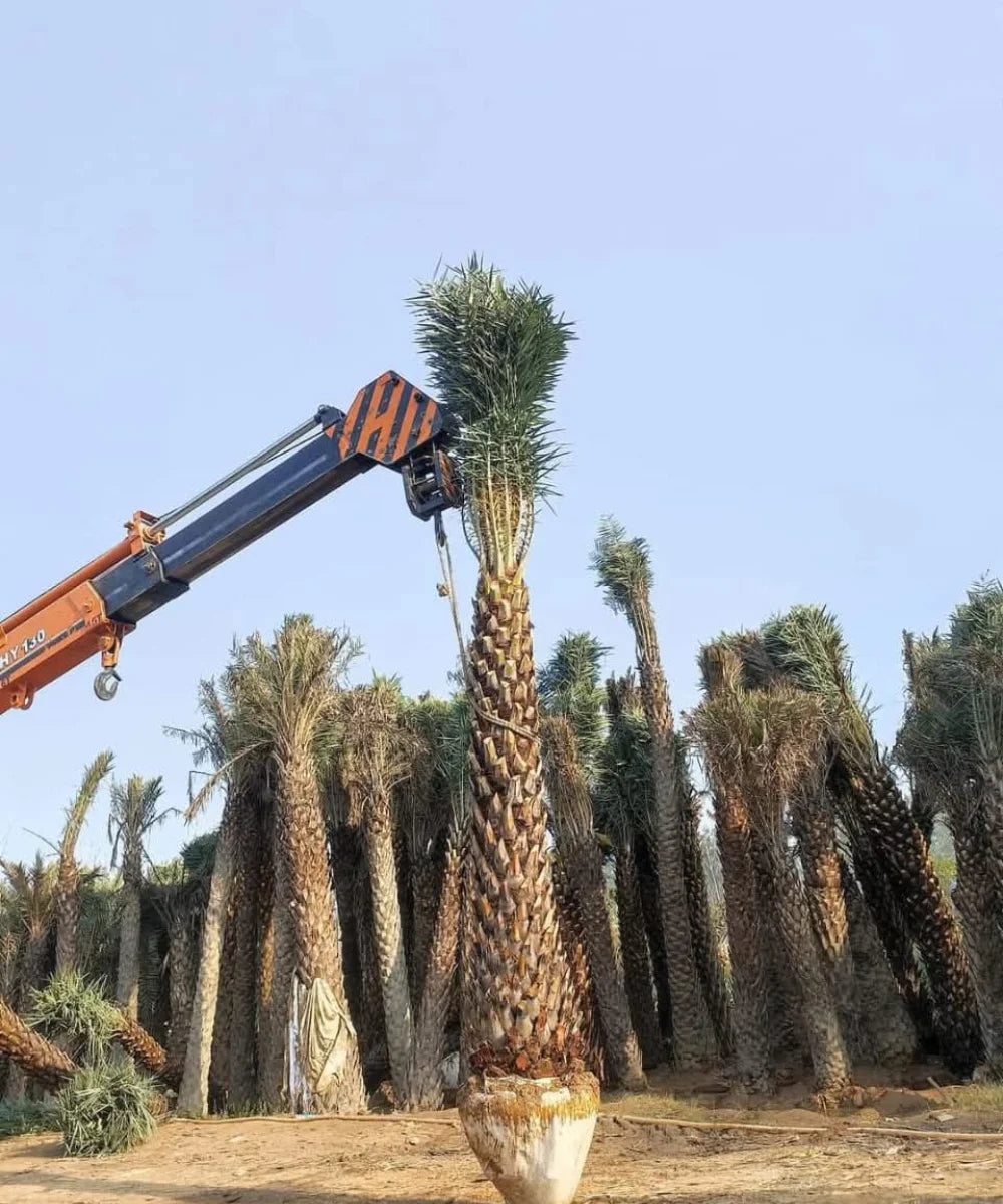 Date Palm Supplier in Gajraula, Wholesale Date Palm Supplier in Gajraula, Bagwani Nursery in Gajraula, Date Palms in Gajraula, Date Palms at Wholesale in Gajraula 