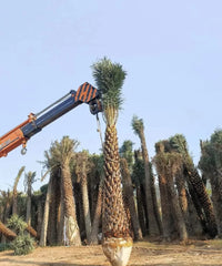 Date Palm Supplier in Gajraula, Wholesale Date Palm Supplier in Gajraula, Bagwani Nursery in Gajraula, Date Palms in Gajraula, Date Palms at Wholesale in Gajraula 