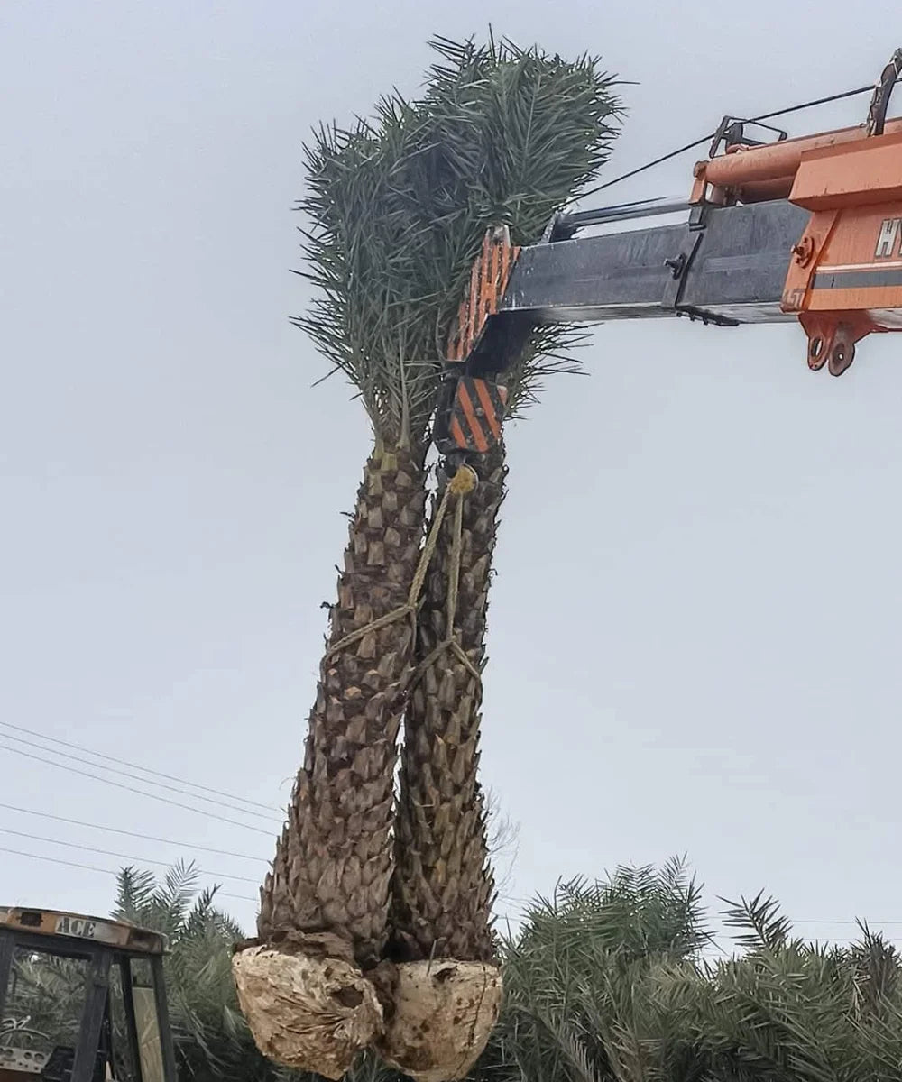 Date Palm Supplier in Gajraula, Wholesale Date Palm Supplier in Gajraula, Bagwani Nursery in Gajraula, Date Palms in Gajraula, Date Palms at Wholesale in Gajraula 