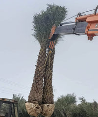 Date Palm Supplier in Gajraula, Wholesale Date Palm Supplier in Gajraula, Bagwani Nursery in Gajraula, Date Palms in Gajraula, Date Palms at Wholesale in Gajraula 