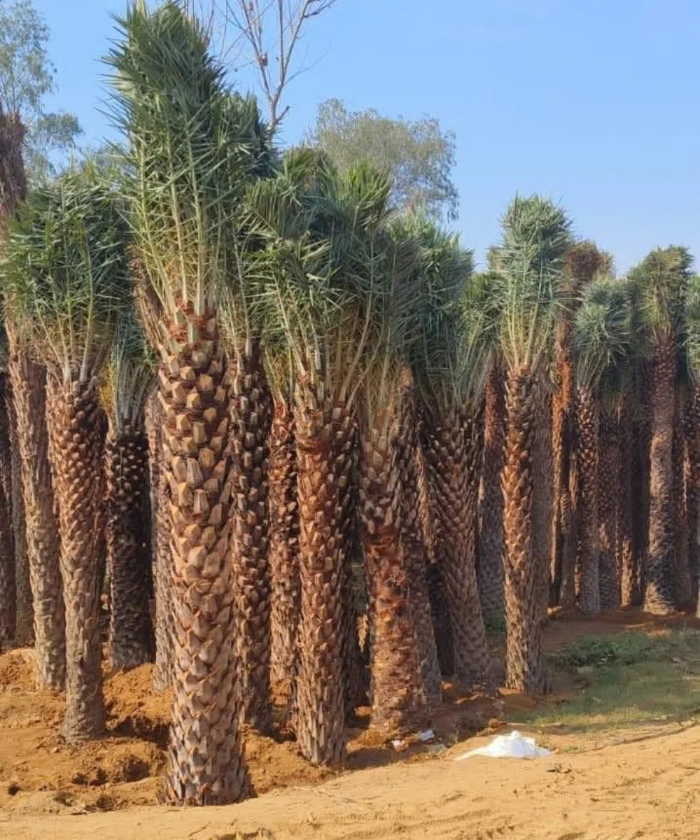 Date Palm Supplier in Gajraula, Wholesale Date Palm Supplier in Gajraula, Bagwani Nursery in Gajraula, Date Palms in Gajraula, Date Palms at Wholesale in Gajraula 