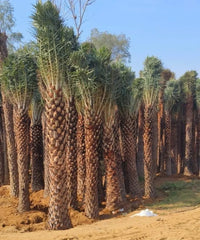 Date Palm Supplier in Gajraula, Wholesale Date Palm Supplier in Gajraula, Bagwani Nursery in Gajraula, Date Palms in Gajraula, Date Palms at Wholesale in Gajraula 