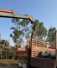 Date Palm Supplier in Gajraula, Wholesale Date Palm Supplier in Gajraula, Bagwani Nursery in Gajraula, Date Palms in Gajraula, Date Palms at Wholesale in Gajraula 