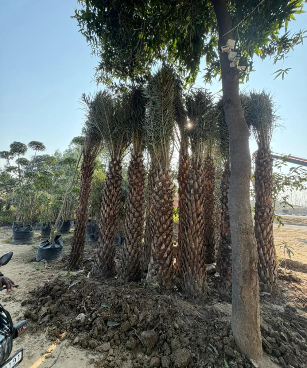Date Palm Supplier in Gajraula, Wholesale Date Palm Supplier in Gajraula, Bagwani Nursery in Gajraula, Date Palms in Gajraula, Date Palms at Wholesale in Gajraula 