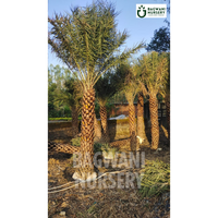 date palm, date palm trees, phoenix dactylifera, wholesale date palm, bagwani nursery wholesale plant supplier, nursery in India