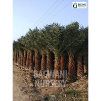 date palm, date palm trees, phoenix dactylifera, wholesale date palm, bagwani nursery wholesale plant supplier, nursery in India