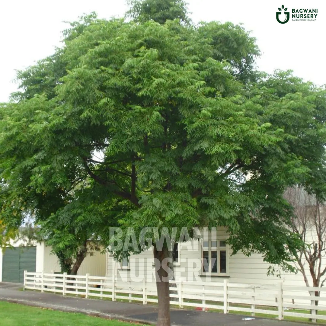 Buy Dek Timber Tree Online | Melia Azedarach | Bagwani Nursery | Whole