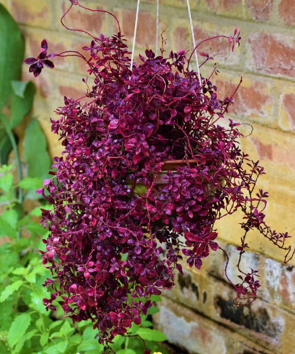 Duranta Rapens, Duranta Red Plant, Red Duranta, Golden Dewdrop, Bagwani Nursery