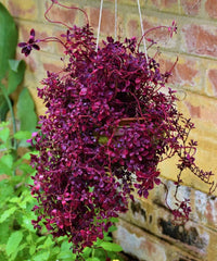 Duranta Rapens, Duranta Red Plant, Red Duranta, Golden Dewdrop, Bagwani Nursery