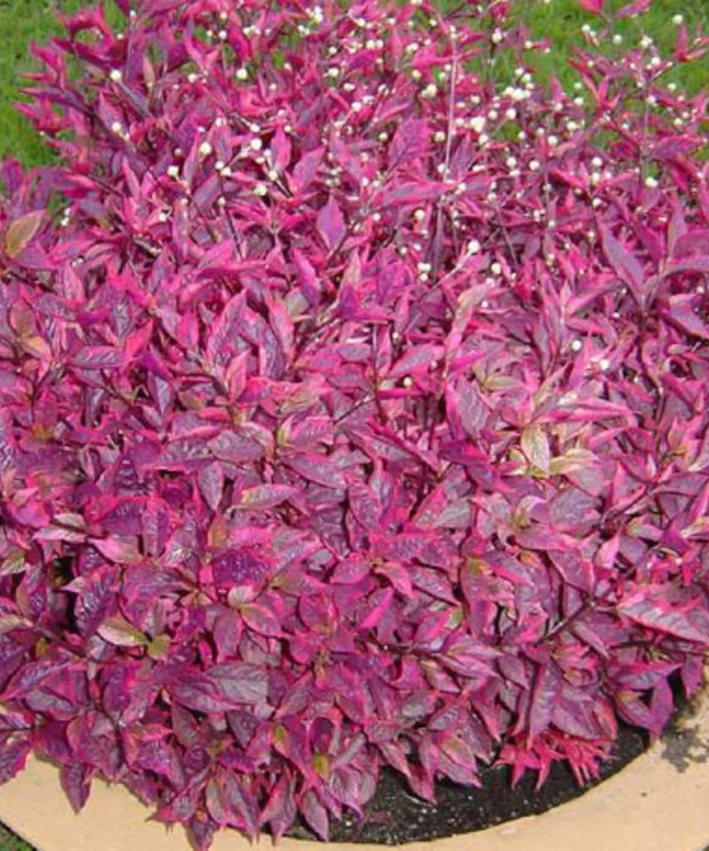 Duranta Rapens, Duranta Red Plant, Red Duranta, Golden Dewdrop, Bagwani Nursery