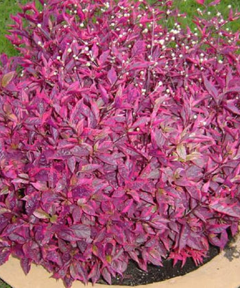 Duranta Rapens, Duranta Red Plant, Red Duranta, Golden Dewdrop, Bagwani Nursery