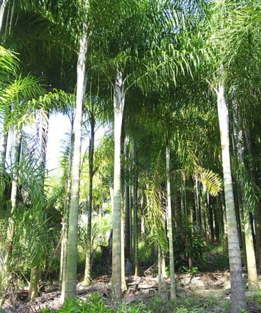 Dypsis madagascariensis, Lucuba Palm, Madagascar Palm, Palm Tree, Ornamental Tree, Landscaping Tree, Bagwani Nursery, Wholesale Nursery Plant, Wholesale Plant Supplier, Nursery in India, Plant Exporter in India, Landscaping Company in India