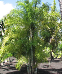 Dypsis madagascariensis, Lucuba Palm, Madagascar Palm, Palm Tree, Ornamental Tree, Landscaping Tree, Bagwani Nursery, Wholesale Nursery Plant, Wholesale Plant Supplier, Nursery in India, Plant Exporter in India, Landscaping Company in India