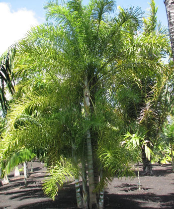 Dypsis madagascariensis, Lucuba Palm, Madagascar Palm, Palm Tree, Ornamental Tree, Landscaping Tree, Bagwani Nursery, Wholesale Nursery Plant, Wholesale Plant Supplier, Nursery in India, Plant Exporter in India, Landscaping Company in India