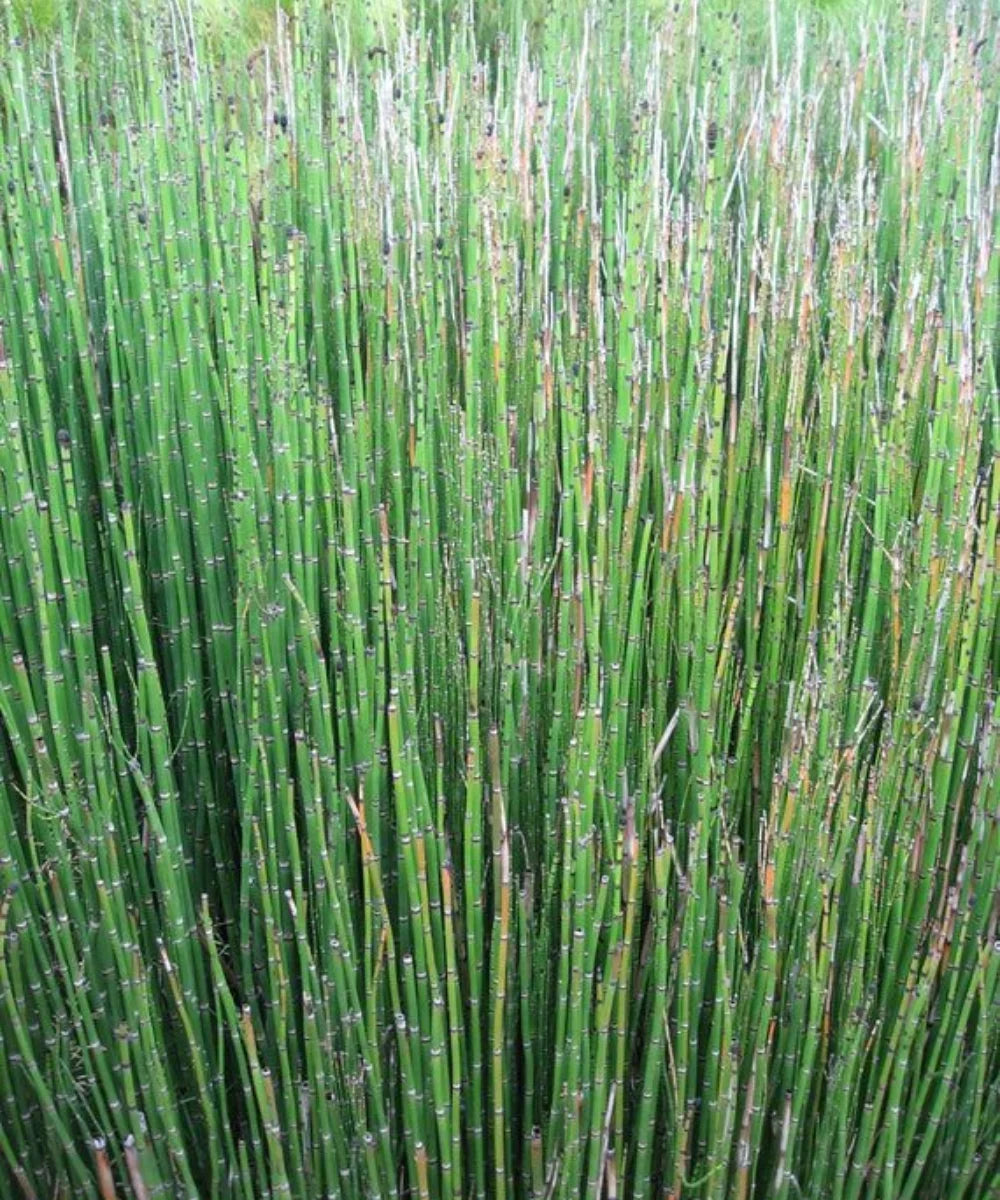 Rough Horsetail, Horsetail, Scouring Rush, Equisetum hyemale, Bamboo Plants, Landscaping Plants India, Landscaping Plants, Bamboo Plants At Wholesale, Wholesale Bamboo Plants, Horsetail Bamboo Palms At Wholesale, Bamboo Plant Nursery, Bagwani Nursery 

