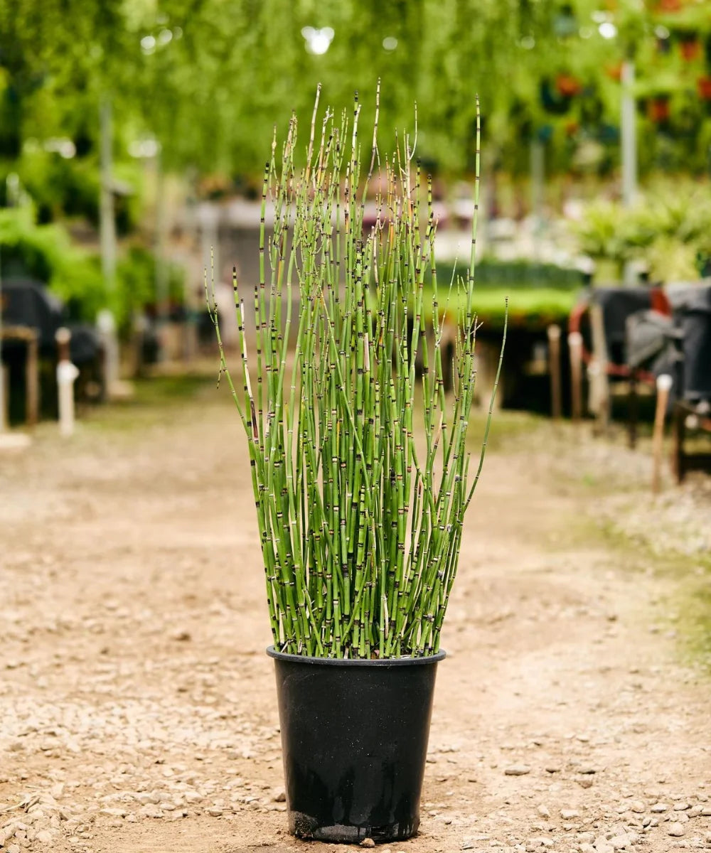 Rough Horsetail, Horsetail, Scouring Rush, Equisetum hyemale, Bamboo Plants, Landscaping Plants India, Landscaping Plants, Bamboo Plants At Wholesale, Wholesale Bamboo Plants, Horsetail Bamboo Palms At Wholesale, Bamboo Plant Nursery, Bagwani Nursery 

