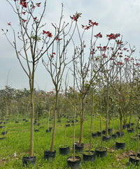 Erythrina Indica, Indian Coral Tree, Tota Tree, Erythrina Indica, Indian Coral Tree, Tota Tree, Coral Tree India, Erythrina Indica for landscaping, ornamental trees India, avenue plantation trees, flowering trees India, red flower tree, landscaping trees wholesale, Bagwani Nursery plants, Bagwani Nursery, Wholesale Plant Supplier, Nursery in India, Landscaping Company in India, Plant Exporters in India 