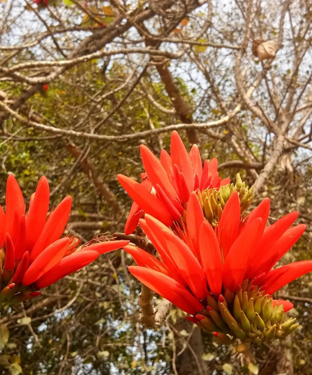 Erythrina Indica, Indian Coral Tree, Tota Tree, Erythrina Indica, Indian Coral Tree, Tota Tree, Coral Tree India, Erythrina Indica for landscaping, ornamental trees India, avenue plantation trees, flowering trees India, red flower tree, landscaping trees wholesale, Bagwani Nursery plants, Bagwani Nursery, Wholesale Plant Supplier, Nursery in India, Landscaping Company in India, Plant Exporters in India 