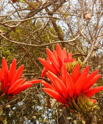 Erythrina Indica, Indian Coral Tree, Tota Tree, Erythrina Indica, Indian Coral Tree, Tota Tree, Coral Tree India, Erythrina Indica for landscaping, ornamental trees India, avenue plantation trees, flowering trees India, red flower tree, landscaping trees wholesale, Bagwani Nursery plants, Bagwani Nursery, Wholesale Plant Supplier, Nursery in India, Landscaping Company in India, Plant Exporters in India 