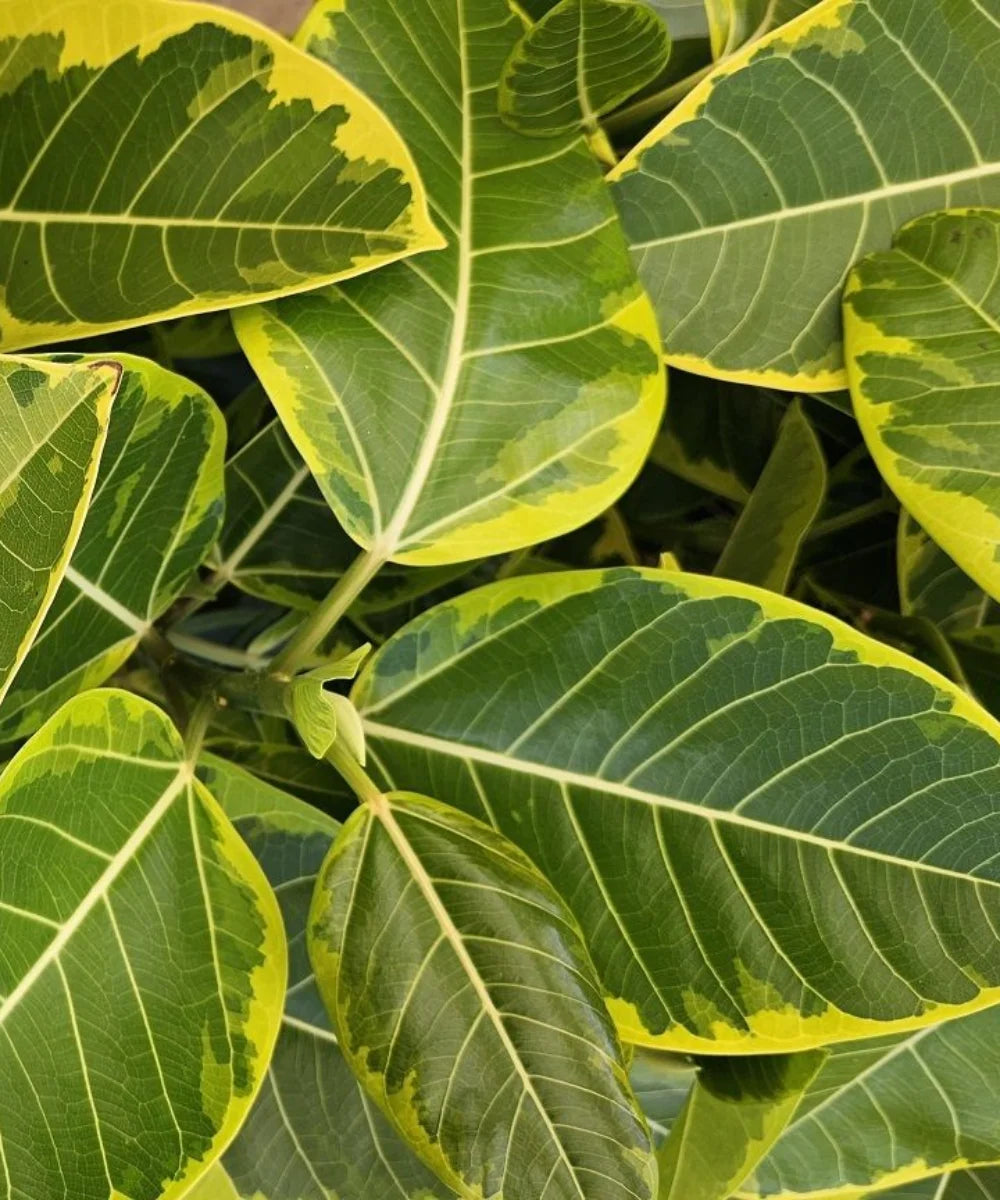 Ficus Altissima, Council Tree, Lofty Fig, Yellow Gem Fig, Ficus altissima for landscaping, ornamental trees India, evergreen landscaping trees, avenue plantation trees, shade trees India, Bagwani Nursery, Nursery in India, Wholesale Plant Supplier, Wholesale Plant Nursery in India, Plant Exporter in India, Landscaping Company in India 