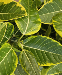 Ficus Altissima, Council Tree, Lofty Fig, Yellow Gem Fig, Ficus altissima for landscaping, ornamental trees India, evergreen landscaping trees, avenue plantation trees, shade trees India, Bagwani Nursery, Nursery in India, Wholesale Plant Supplier, Wholesale Plant Nursery in India, Plant Exporter in India, Landscaping Company in India 