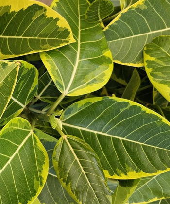 Ficus Altissima, Council Tree, Lofty Fig, Yellow Gem Fig, Ficus altissima for landscaping, ornamental trees India, evergreen landscaping trees, avenue plantation trees, shade trees India, Bagwani Nursery, Nursery in India, Wholesale Plant Supplier, Wholesale Plant Nursery in India, Plant Exporter in India, Landscaping Company in India 