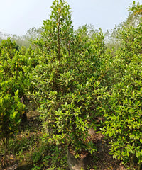 Ficus Nitida, Ficus Microcarpa Nitida, Indian Laurel Tree, Ficus Nitida, Ficus Microcarpa Nitida, Indian Laurel Tree, Ficus microcarpa, Nitida tree India, ornamental trees India, evergreen landscaping trees, avenue plantation trees, hedge trees India, topiary trees India, landscaping trees wholesale, Plant exporter in India, Nursery in India, Bagwani Nursery