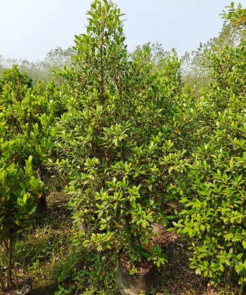 Ficus Nitida, Ficus Microcarpa Nitida, Indian Laurel Tree, Ficus Nitida, Ficus Microcarpa Nitida, Indian Laurel Tree, Ficus microcarpa, Nitida tree India, ornamental trees India, evergreen landscaping trees, avenue plantation trees, hedge trees India, topiary trees India, landscaping trees wholesale, Plant exporter in India, Nursery in India, Bagwani Nursery