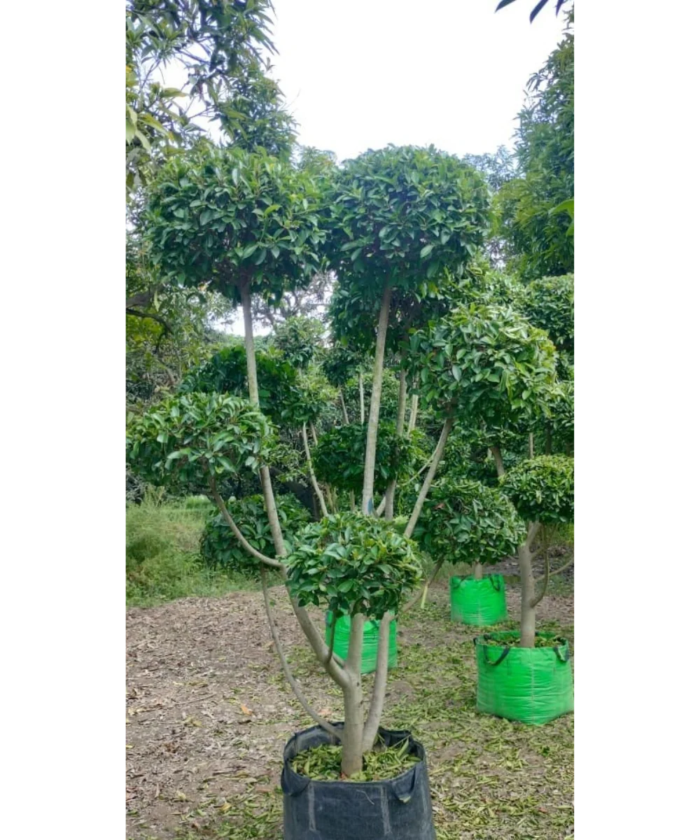 Ficus Retusa Topiary , Indian Laurel Fig, 