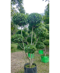 Ficus Retusa Topiary , Indian Laurel Fig, 