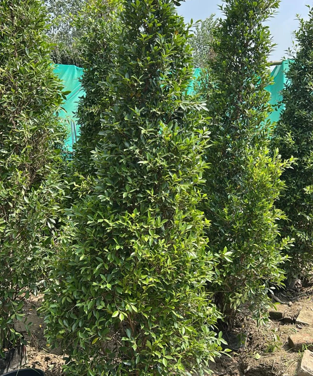 Ficus Nitida, Ficus Microcarpa Nitida, Indian Laurel Tree, Ficus Nitida, Ficus Microcarpa Nitida, Indian Laurel Tree, Ficus microcarpa, Nitida tree India, ornamental trees India, evergreen landscaping trees, avenue plantation trees, hedge trees India, topiary trees India, landscaping trees wholesale, Plant exporter in India, Nursery in India, Bagwani Nursery