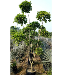 Ficus Retusa Topiary , Indian Laurel Fig, 