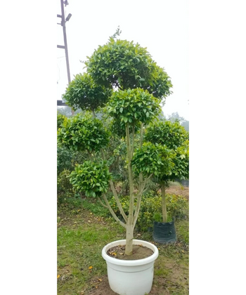 Ficus Retusa Topiary , Indian Laurel Fig, 