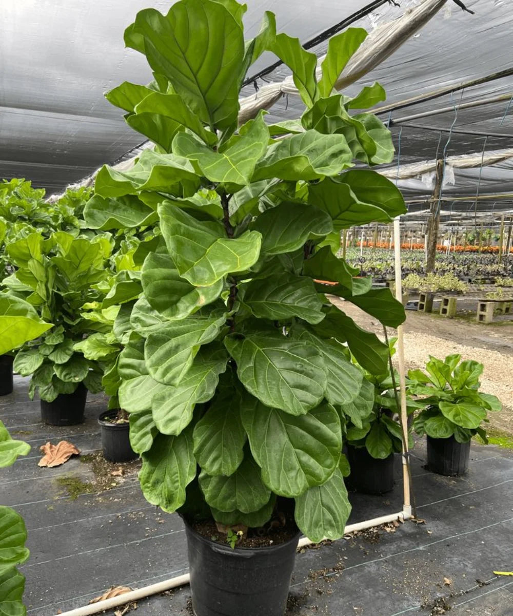 Fiddle-leaf, Fiddle-leaf, Banjo Fig, Ficus lyrata, Bagwani Nursery 