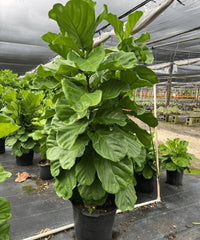 Fiddle-leaf, Fiddle-leaf, Banjo Fig, Ficus lyrata, Bagwani Nursery 