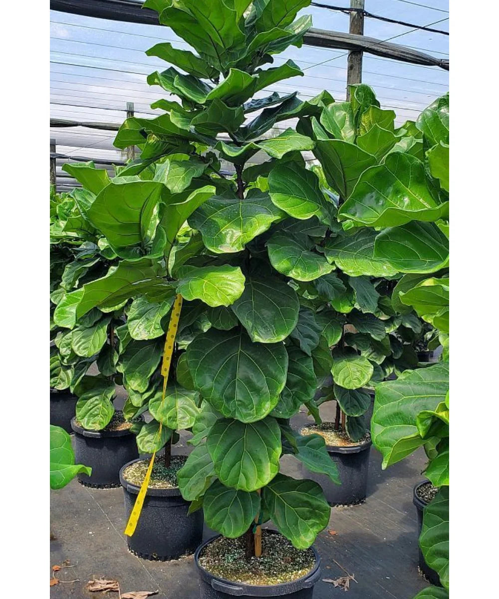 Fiddle-leaf, Fiddle-leaf, Banjo Fig, Ficus lyrata, Bagwani Nursery 