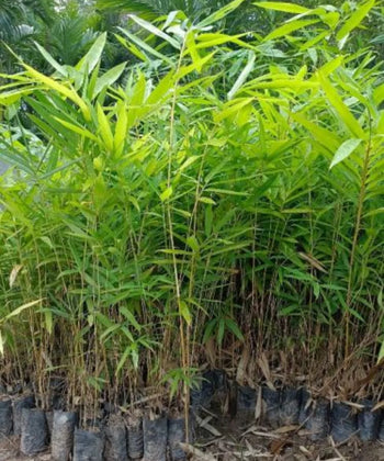 Gaint Bamboo, Giant Bamboo, Dragon Bamboo, Dendrocalamus giganteus, "Dragon Bamboo, Giant Dendrocalamus, Giant Thornless Bamboo, bhalu bans", Giant Bamboo At Wholesale, Bamboo Plant Nursery, Bamboo Plants, Bamboo Plants At Wholesale, Wholesale Bamboo Plants, Wholesale Bamboo Plant Supplier, Bamboo Plant Supplier