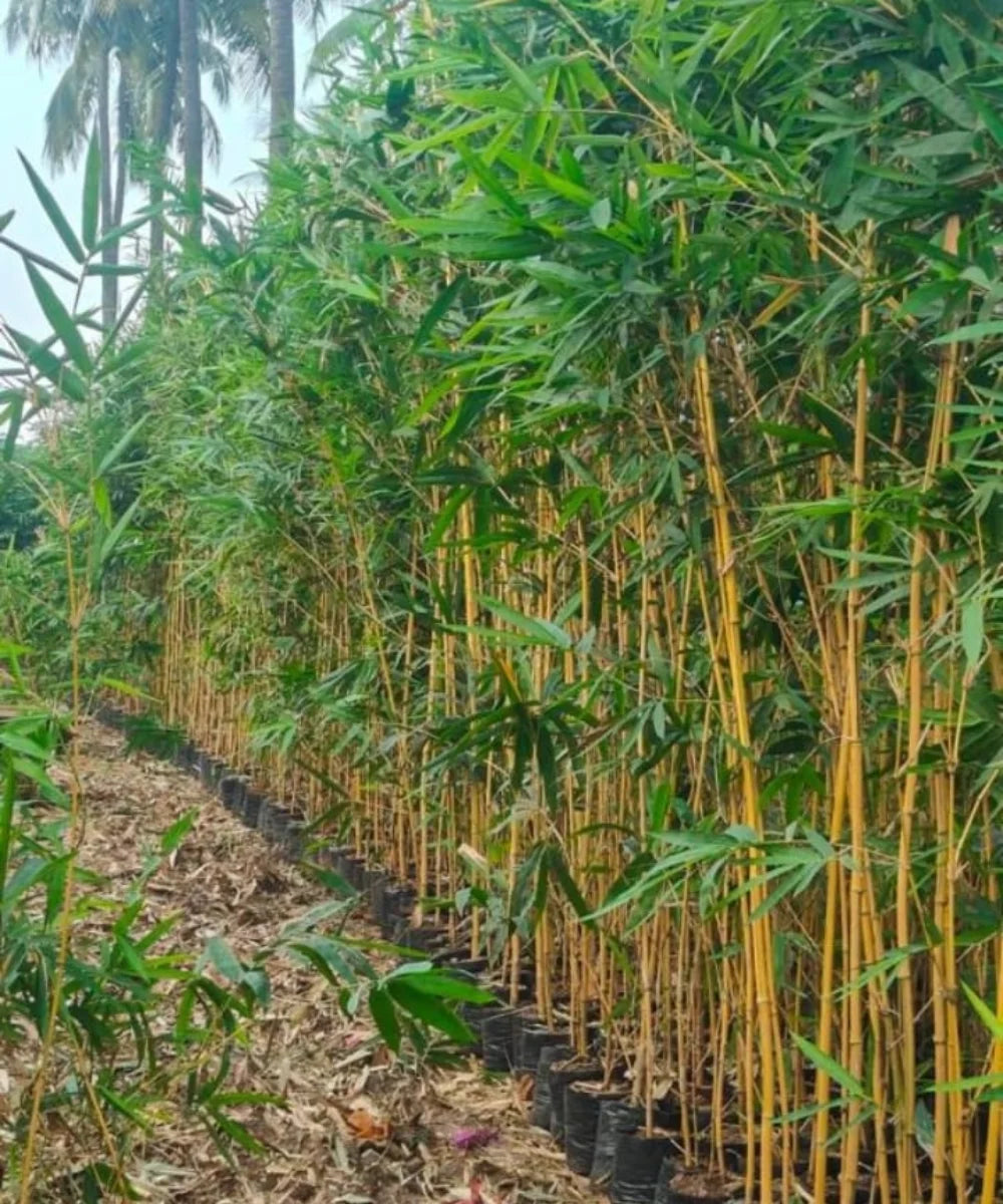 Bambusa vulgaris ‘Vittata’, Bambusa vulgaris, Golden Bamboo, Golden Bamboo at Wholesale, Wholesale Bamboo Plant Supplier, Wholesale Bamboo Plants, Bamboo Plants At Wholesale, Bamboo Plants, Bamboo Plant Nursery, Bamboo Plant Supplier, Bagwani Nursery, Bagwani nursery plants