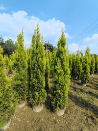 Golden Cypress in Wholesale – Buy Direct from Bagwani Nursery Saharanpur