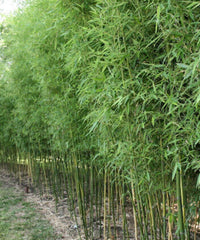 Green Bamboo | Bambusa Vulgaris 'Green' | Bagwani Nursery | Wholesale Plant Supplier