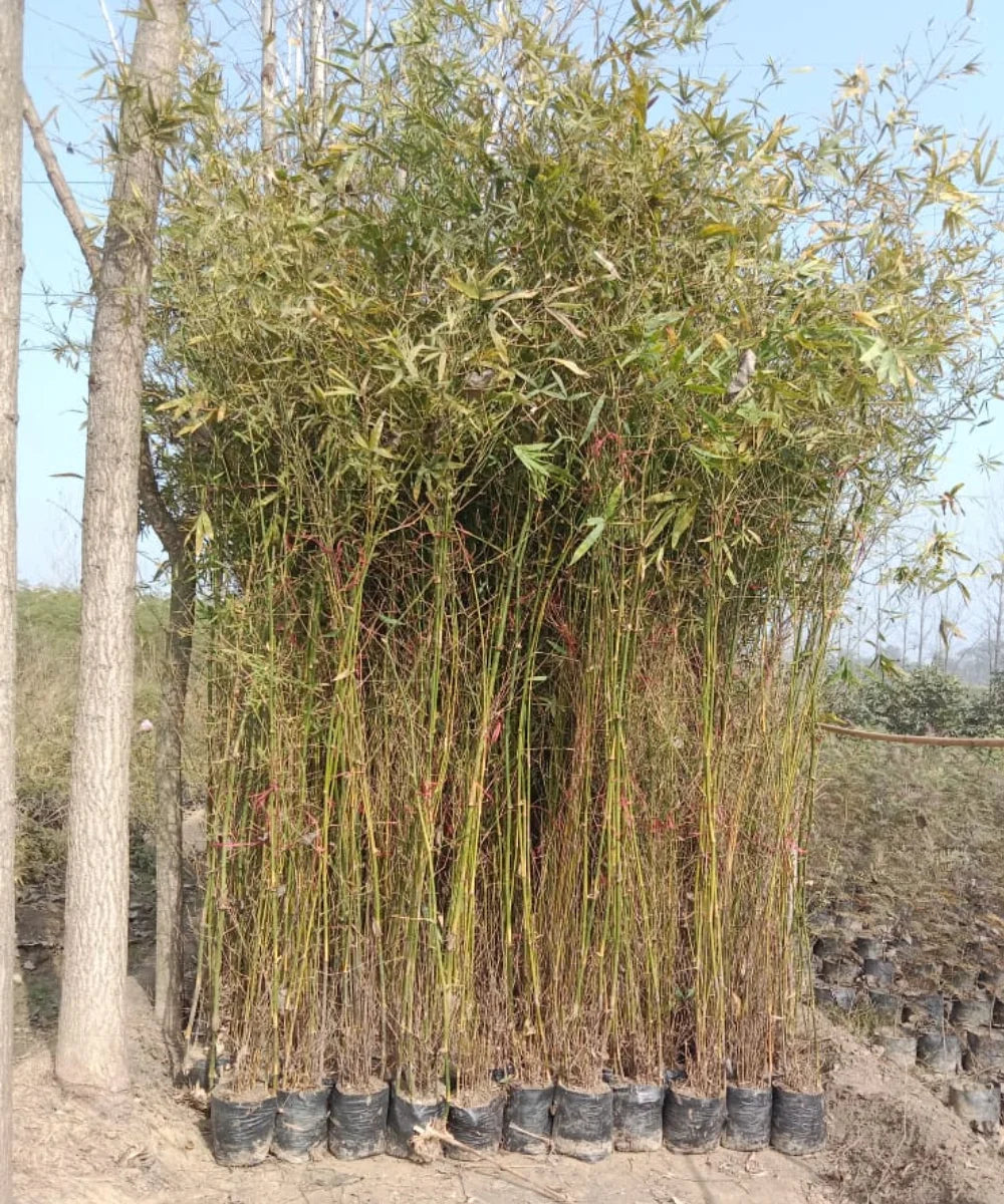 Green Bamboo | Bambusa Vulgaris 'Green' | Bagwani Nursery | Wholesale Plant Supplier