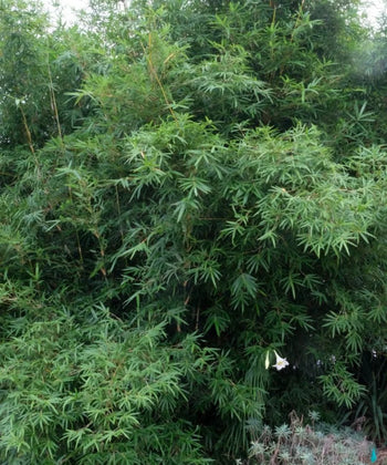 Bambusa Multiplex Green, Hedge Bamboo, Chinese Bamboo, Bambusa multiplex, Bamboo Plant, Hedge Plants, Landscaping Plants, Bamboo Plant Nursery, bagwani nursery plants, Bagwani Nursery, Bamboo Plants, Bamboo Plants At Wholesale, Wholesale Bamboo Plants, Bamboo Plant Supplier, Wholesale Bamboo Plant Supplier