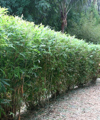 Bambusa Multiplex Green, Hedge Bamboo, Chinese Bamboo, Bambusa multiplex, Bamboo Plant, Hedge Plants, Landscaping Plants, Bamboo Plant Nursery, bagwani nursery plants, Bagwani Nursery, Bamboo Plants, Bamboo Plants At Wholesale, Wholesale Bamboo Plants, Bamboo Plant Supplier, Wholesale Bamboo Plant Supplier