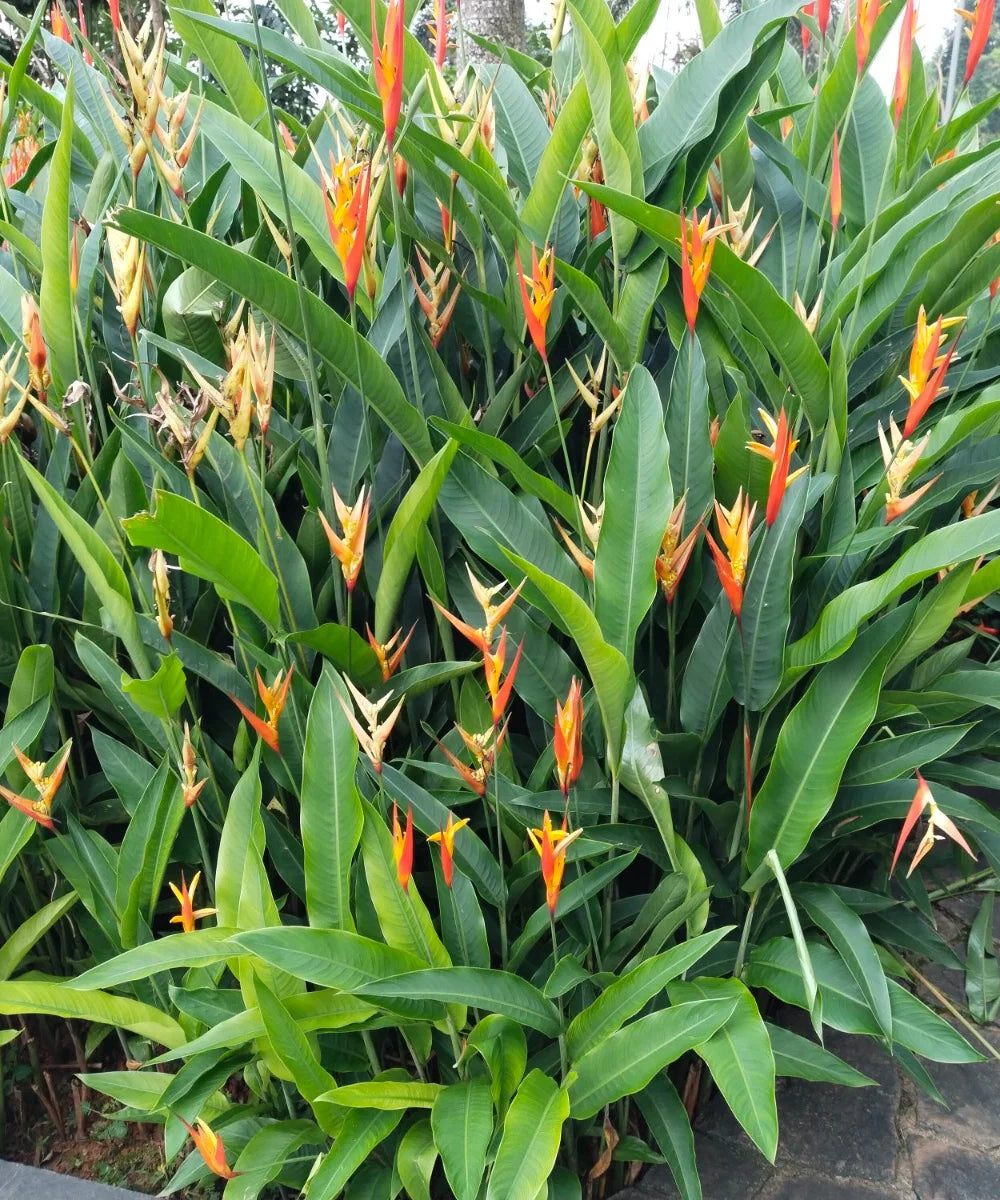false bird-of-paradise, Heliconia Densiflora, hanging lobster claws, Bagwani Nursery 