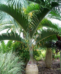 Champagne Palm, Bottle Palm, Hyophorbe Lagenicaulis, Palm Tree, Ornamental Tree, Landscaping Tree, Bagwani Nursery, Wholesale Plant Supplier, Wholesale Plant Nursery in India, Landscaping Company in India, Plant Exporter in India