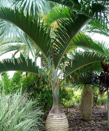 Champagne Palm, Bottle Palm, Hyophorbe Lagenicaulis, Palm Tree, Ornamental Tree, Landscaping Tree, Bagwani Nursery, Wholesale Plant Supplier, Wholesale Plant Nursery in India, Landscaping Company in India, Plant Exporter in India