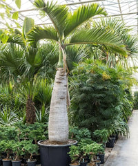 Champagne Palm, Bottle Palm, Hyophorbe Lagenicaulis, Palm Tree, Ornamental Tree, Landscaping Tree, Bagwani Nursery, Wholesale Plant Supplier, Wholesale Plant Nursery in India, Landscaping Company in India, Plant Exporter in India