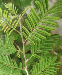 Khejri Tree, Jand Plant, Ghaf Tree, Prosopis cineraria, Avenue Tree, Timber Tree, Ornamental Tree, Bagwani Nursery, Wholesale Plant Supplier, Wholesale Plant Nursery, Nursery in India, Landscaping Company in India, Plant Exporter in India 